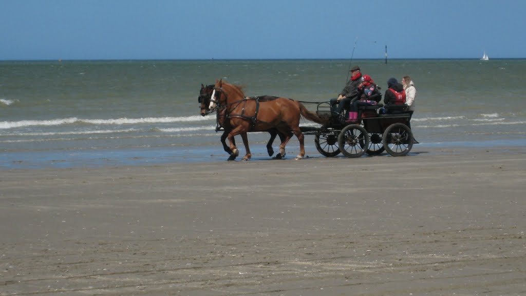 Malo les Bains - Concours d'attelages by Demuriez Maurice