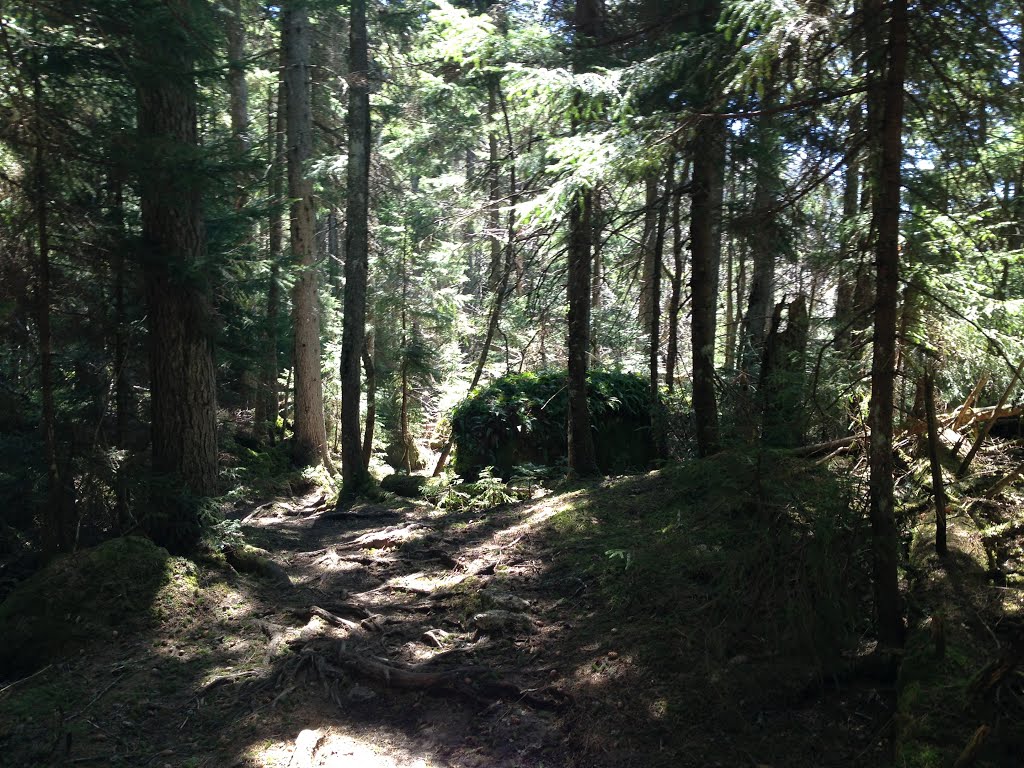 Ascending Webster-Jackson Trail, 05042013 by Arkie_in_CT