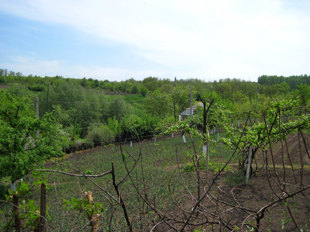 Cricova, Moldova by Alexander Murvanidze