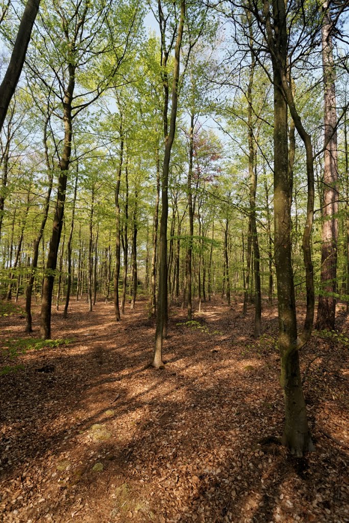 Texel - De Dennen - Dunningsweg - 7 May 2013 - View North on Freshly Green Beeches by txllxt TxllxT