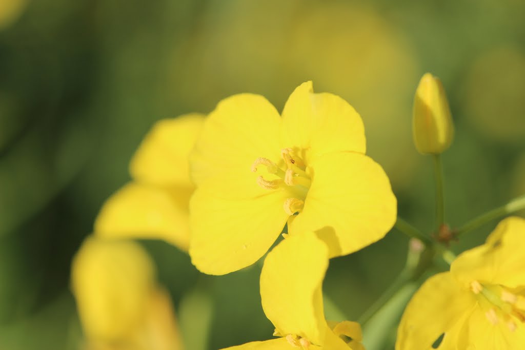 Rapeseed - Brassica napus by Björn S.