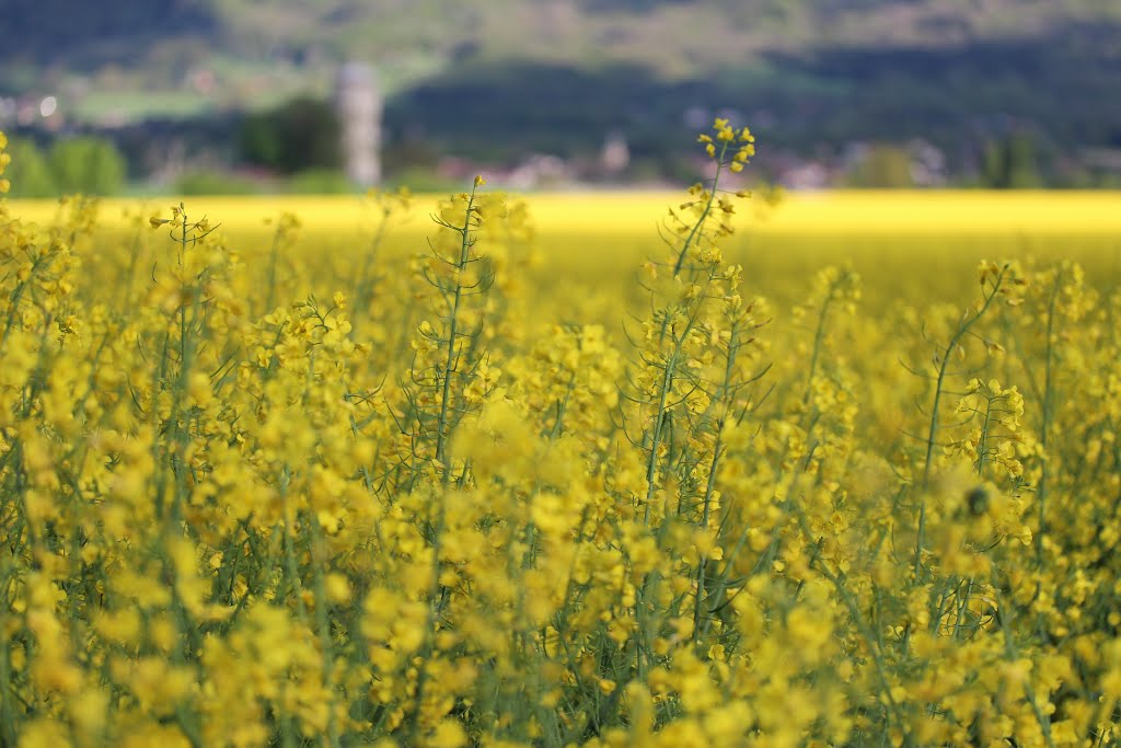 Rapeseed field by 6004592