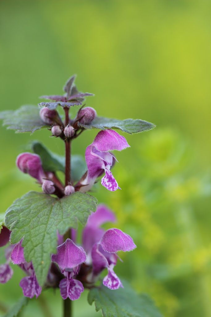 Spotted henbit - Lamium maculatum by Björn S.