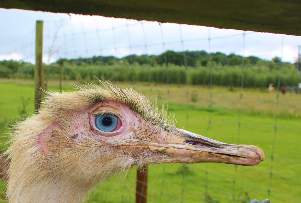 Blue eyes* by Graham Willetts