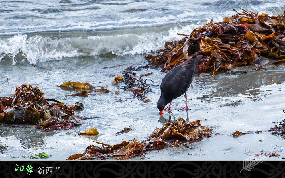 Kaikoura Central, Canterbury, New Zealand by Gary Gao