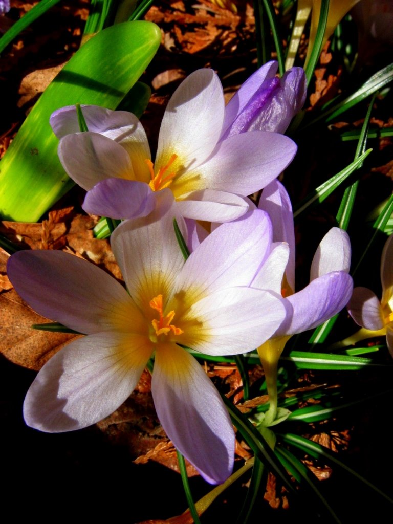 Mixed Snow Crocus by Nawitka