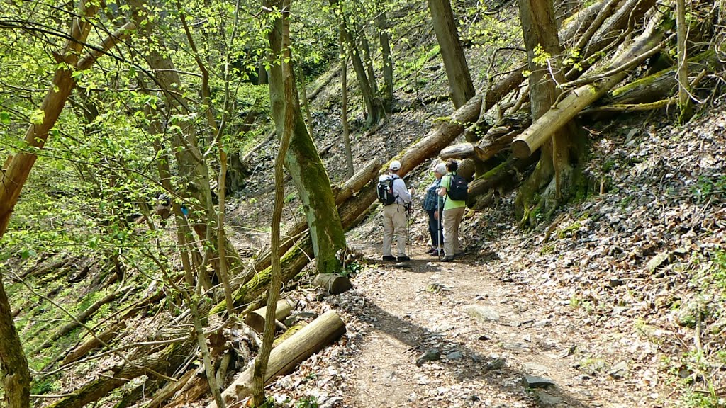 Wanderweg im Bodetal by Wolfgang Spillner