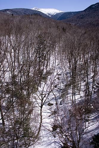 Snowy woods under Mt. Lafayette by waynebrink