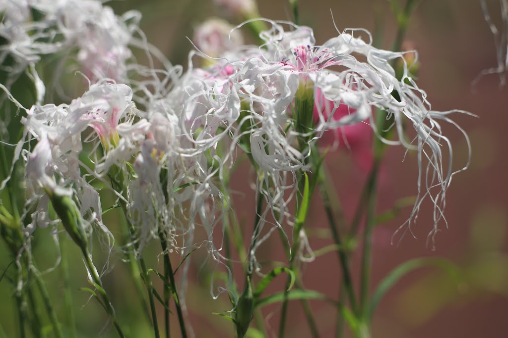 Shimogamo Hangicho, Sakyo Ward, Kyoto, Kyoto Prefecture 606-0823, Japan by Yuichi Azuma