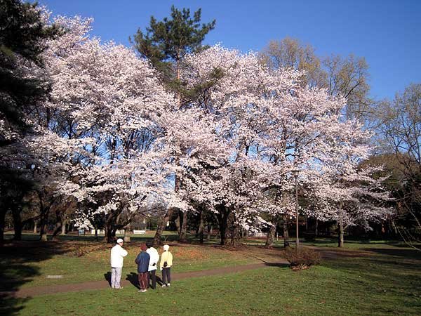 Cherry blossom in Park Nogawa, 2008 spring by kzkz