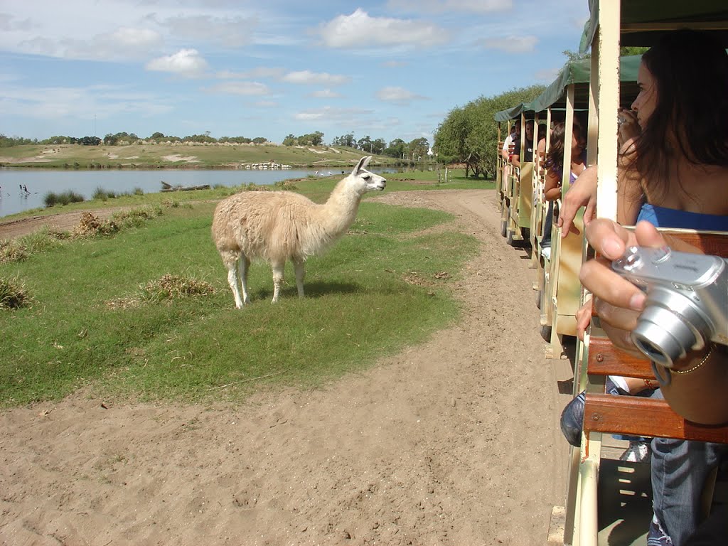 San Clemente del Tuyú - Mundo Marino - Llama curiosa - Safari - ecm by eliseo c. martínez