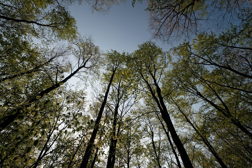 Texel - De Dennen - Dunningsweg - 7 May 2013 - View West & Up on Freshly Green Beeches by txllxt TxllxT