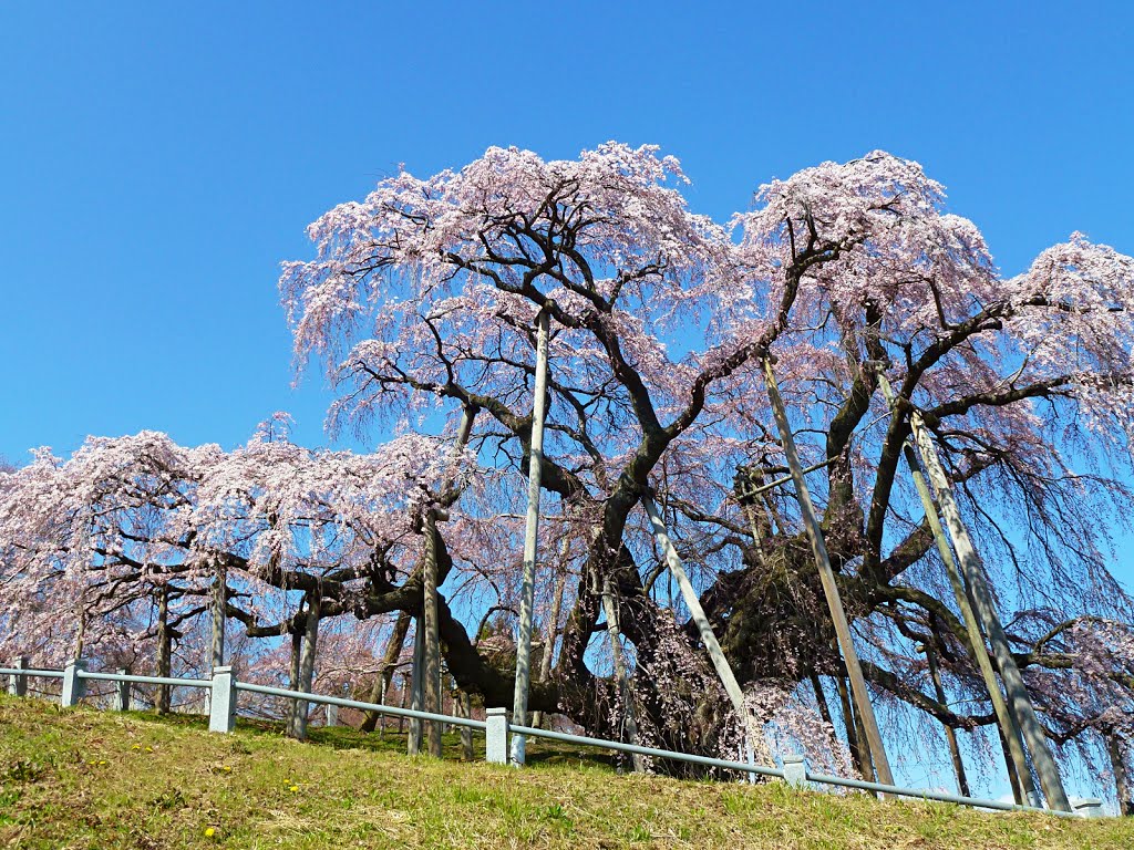 福島 三春滝桜 by egghour