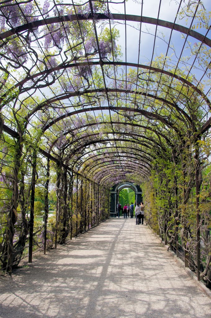 Schönbrunner Schlosspark. Laubengang. by Takimirimo