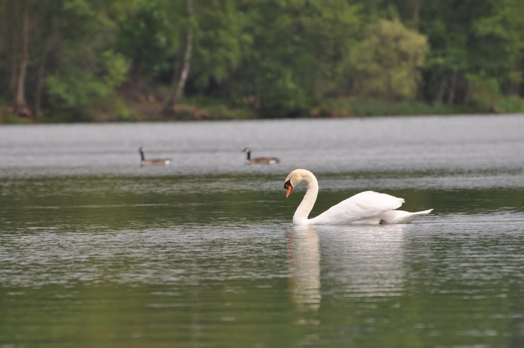 Barmener See Mai 2013 by Jason C. Douglas