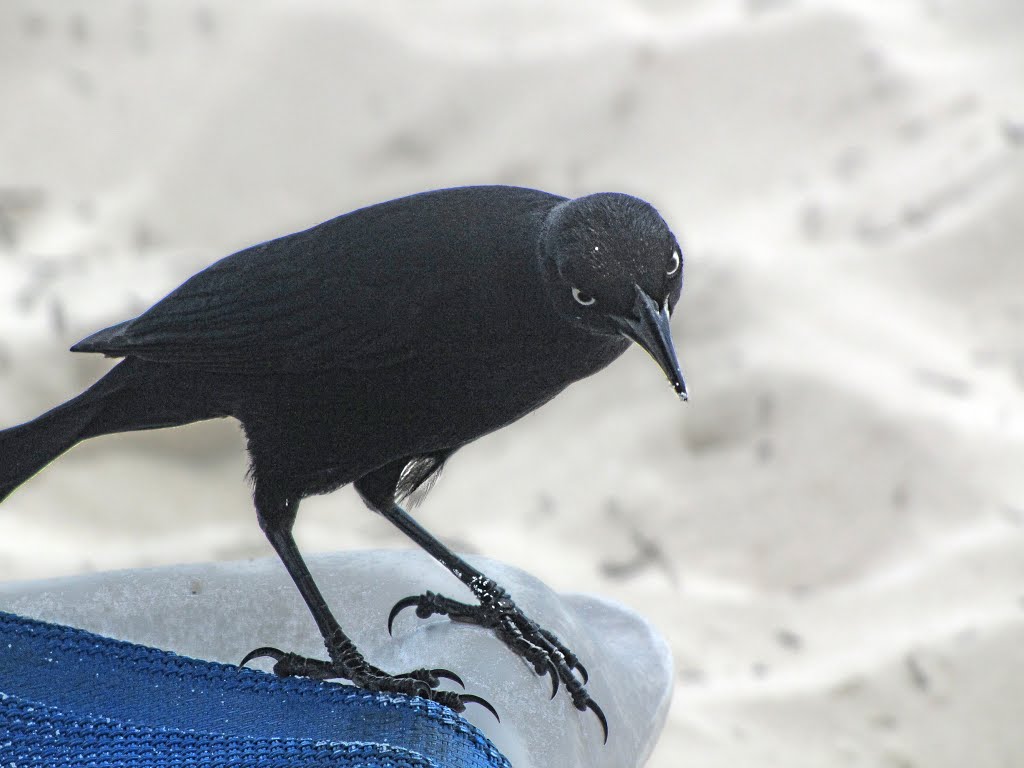 The american crow. (Cayo Largo, CUBA) by phamhoanghai