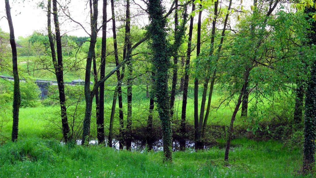 Marcy l'Etoile, mare discrète dans le Parc de Lacroix Laval by Matopée