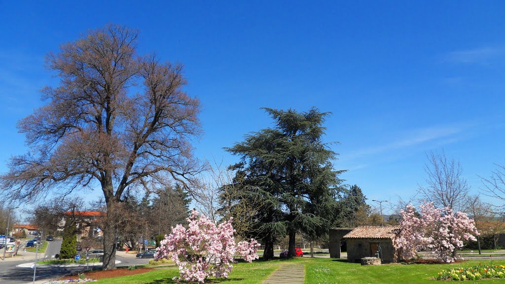 Les arbres de la place de l'Eglise de Marcy l'Etoile by Matopée