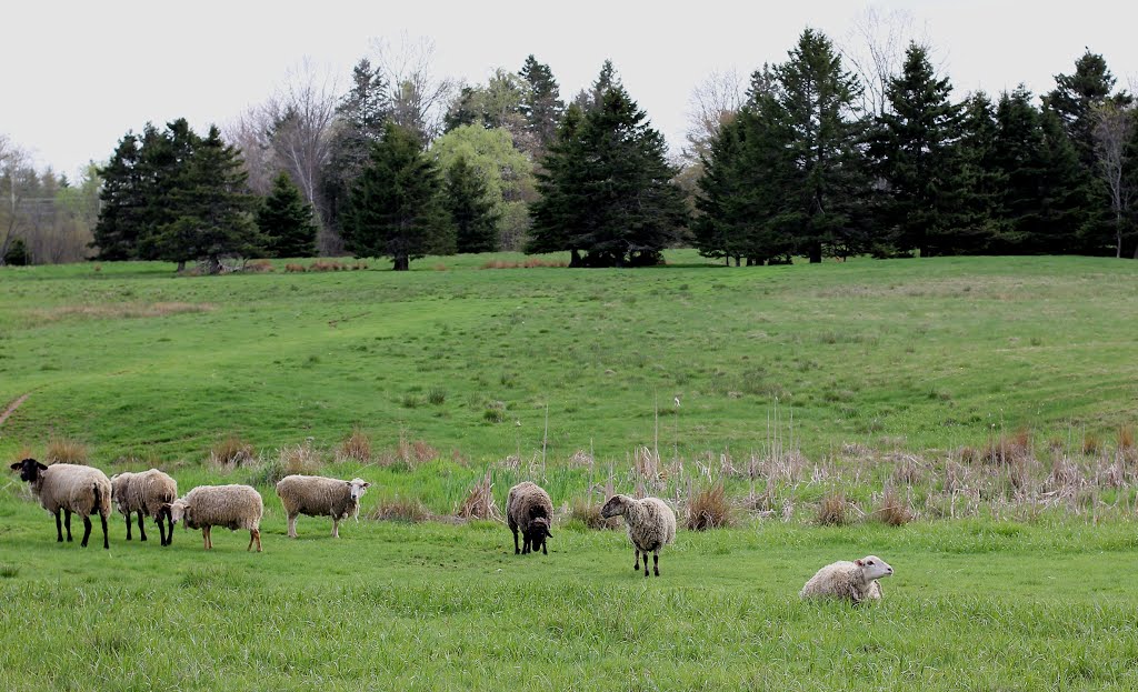 A flock Of Sheep by jonfromnsca