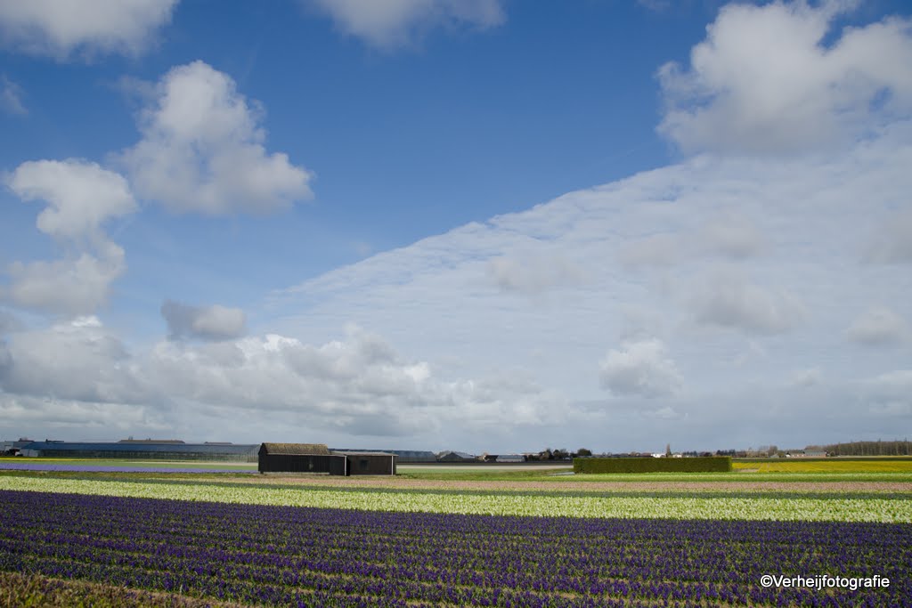 Bloembollenvelden by verheijfotografie