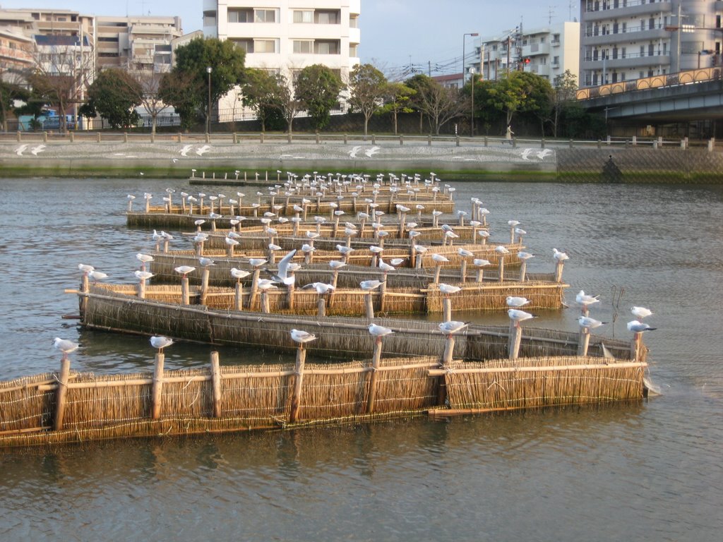 Sirouo trap at Muromi river by kenkaki