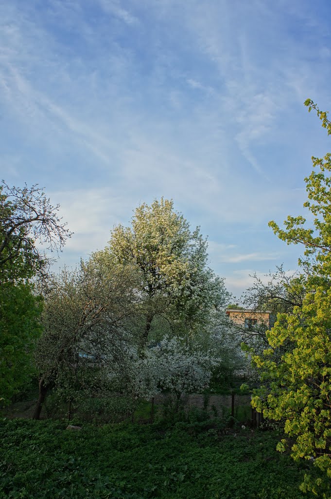 Сады цветут - Gardens are blooming by Владимир Грибок