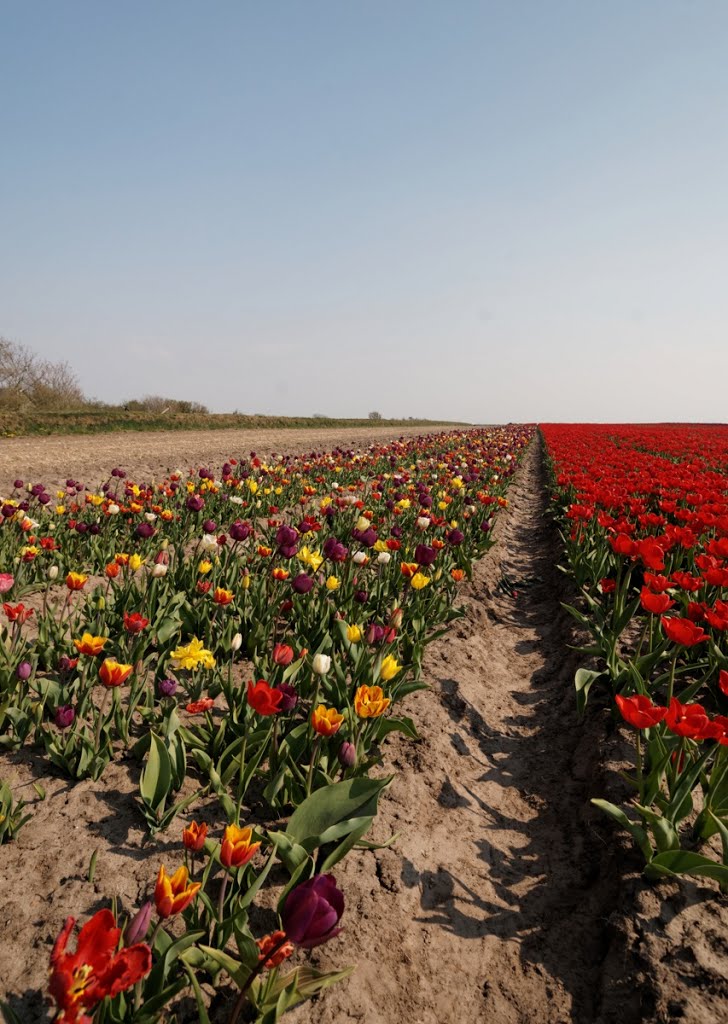 Texel - Westerweg - 7 May 2013 - View SE on Flowering Tulips by txllxt