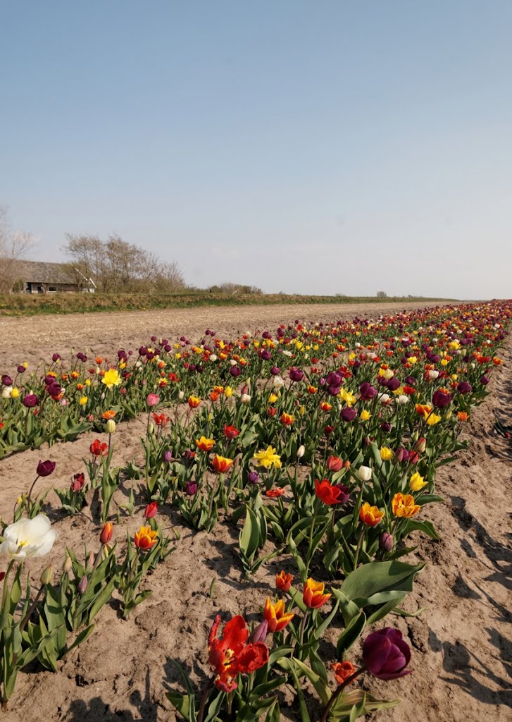 Texel - Westerweg - 7 May 2013 - View ESE on Flowering Tulips by txllxt TxllxT