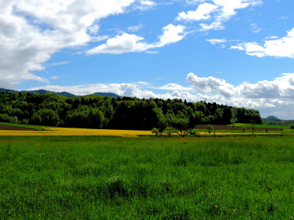 2013.05-Bollschweil , Schwarzwald by dawx