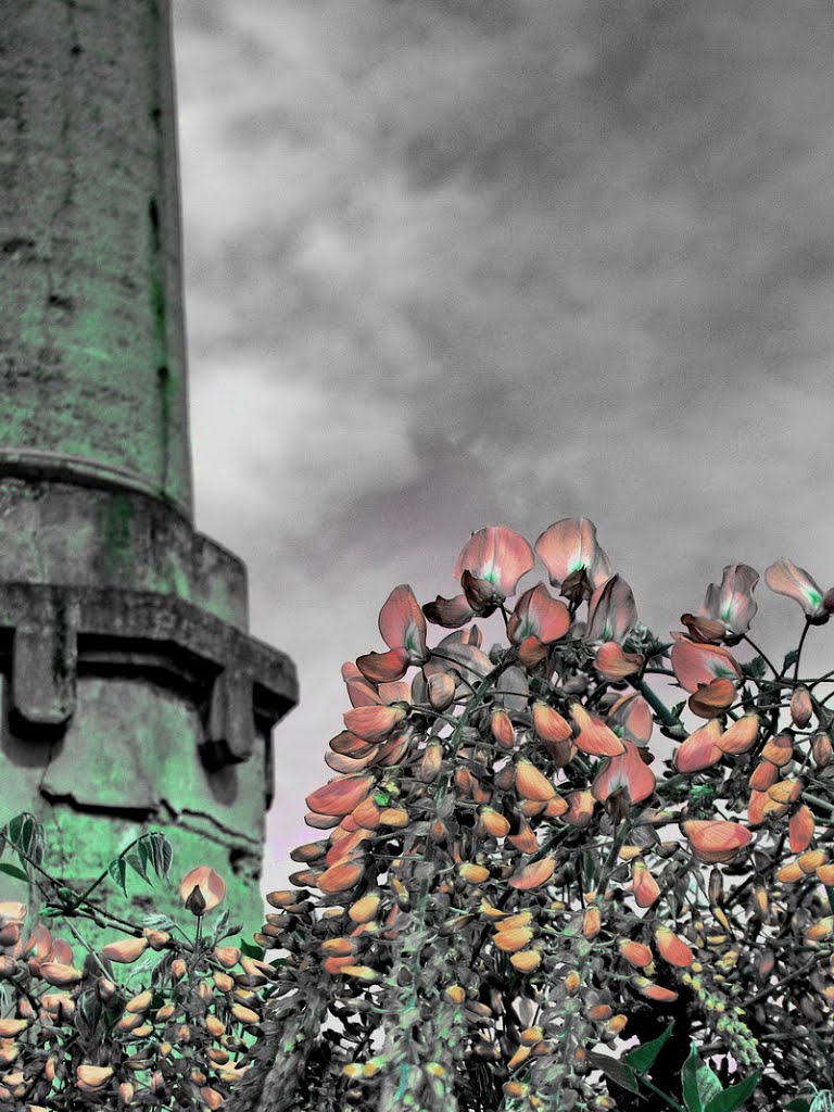 Faenza, ex cartiera, colour fantasy and wisteria plant by antenoremalatesta