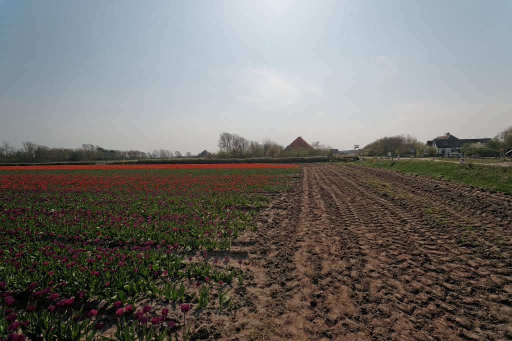 Texel - Westerweg - 7 May 2013 - View SW on Flowering Tulips by txllxt TxllxT