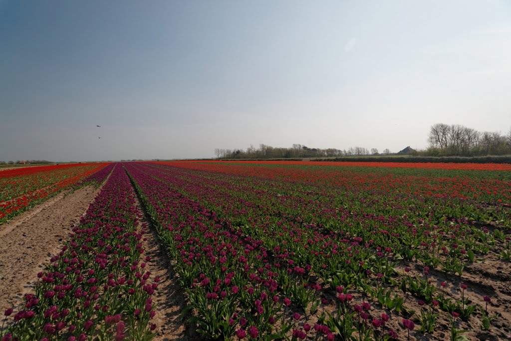 Texel - Westerweg - 7 May 2013 - View South on Flowering Tulips by txllxt TxllxT