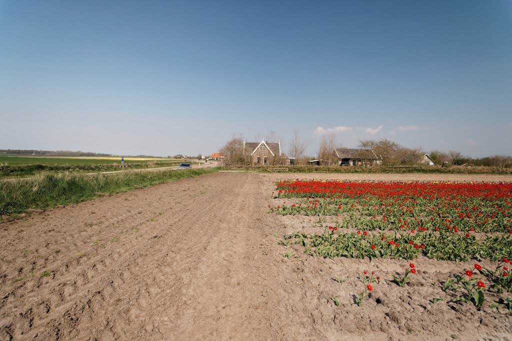 Texel - Westerweg - 7 May 2013 - View ENE on Flowering Tulips by txllxt TxllxT