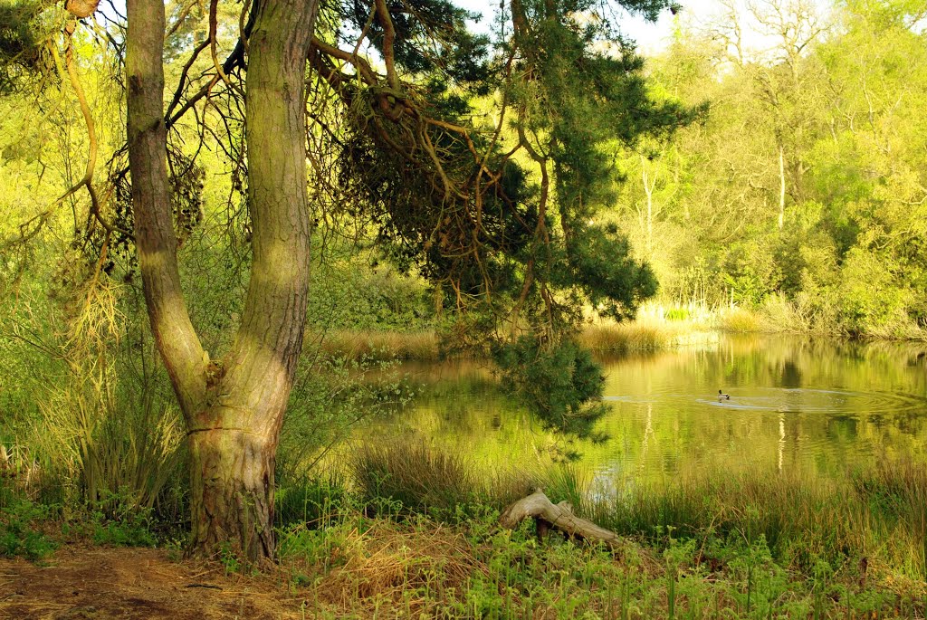 Twigmoor Woods, Holme, Scunthorpe, North Lincolnshire by Ramboost