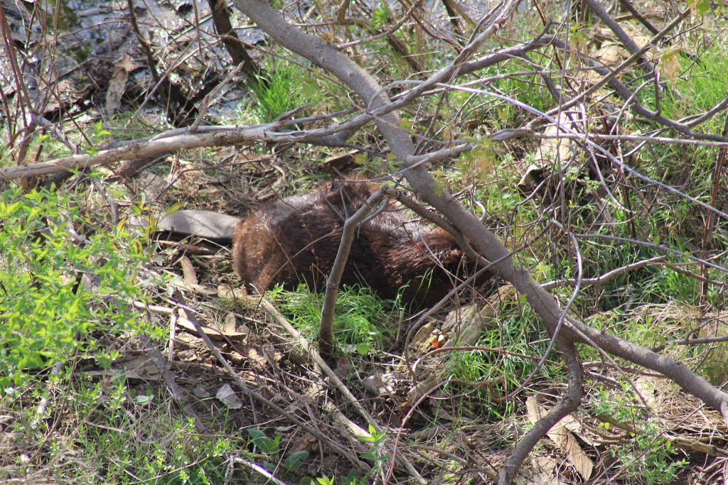 Beaver by Cleaver by BILL CLEAVER