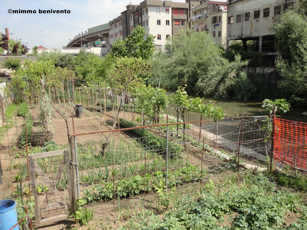 Salerno, orticelli lungo il fiumre Irno by ©mimmo benivento