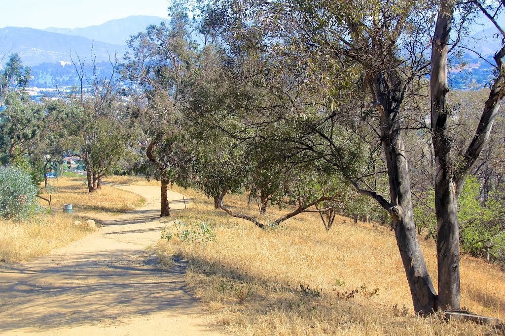 Sights along the trail in northwest section of Elysian Park, Los Angeles, California by Michael Jiroch