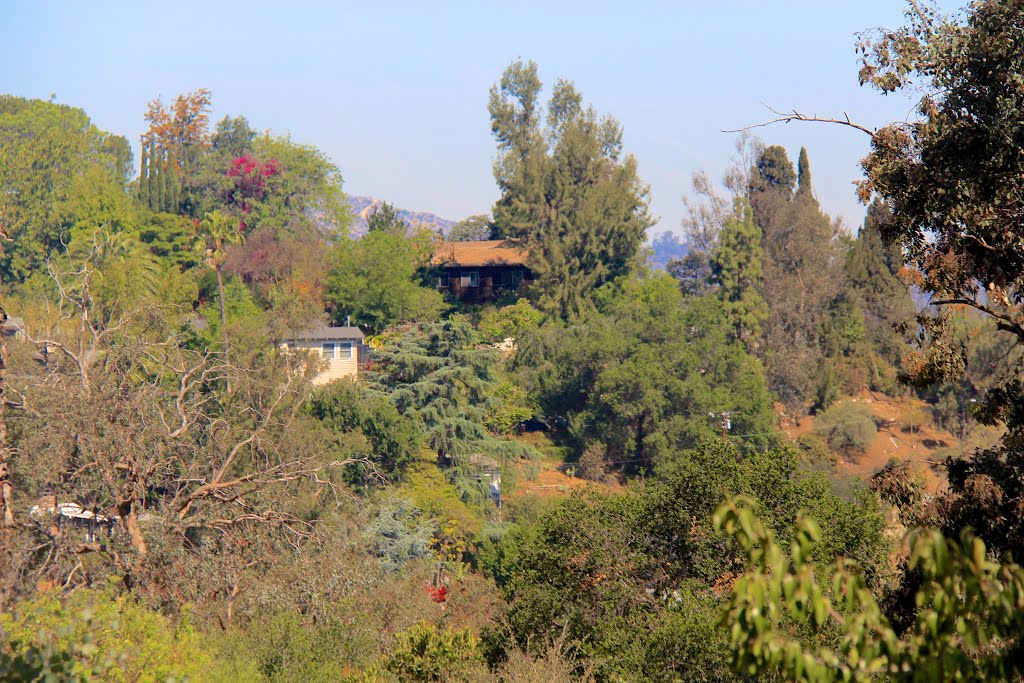 Sights along the trail in northwest section of Elysian Park, Los Angeles, California by Michael Jiroch