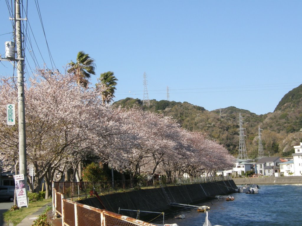 下田市　稲生沢川沿いの桜並木 by www.izurainbow.com