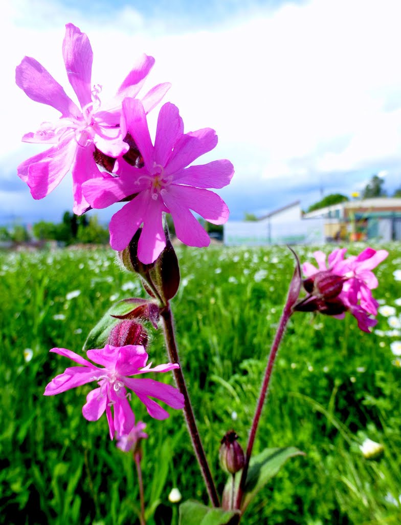 Frühlingsblüte, Lichtnelke by Andreas-Müller - NO VIEWS