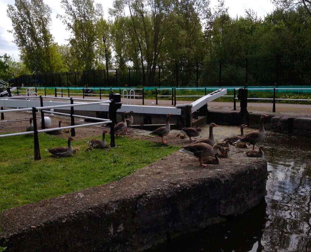 Geese with Young by Cadfather