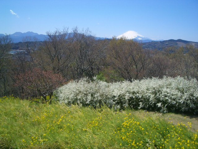 Ninomiya Azumayama Park by pyoipyoi