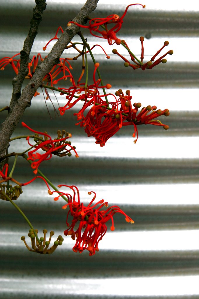 Floral tank 1: [Firewheel - Stenocarpus sinuatus] by Ian Stehbens