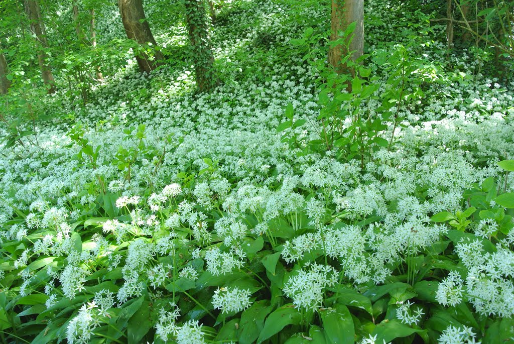 Bärlauchblüte im Kurpark by Klaus Rommel