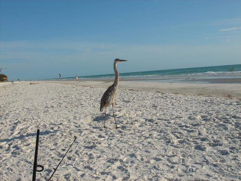 Walking on the beach by xtabayha1974