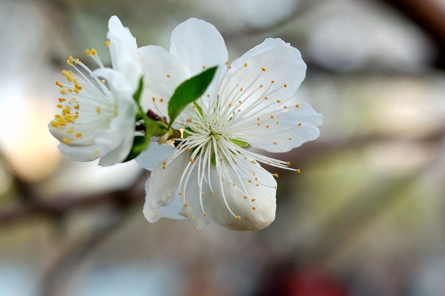 Cherry Blossom #2 by 原地茫然