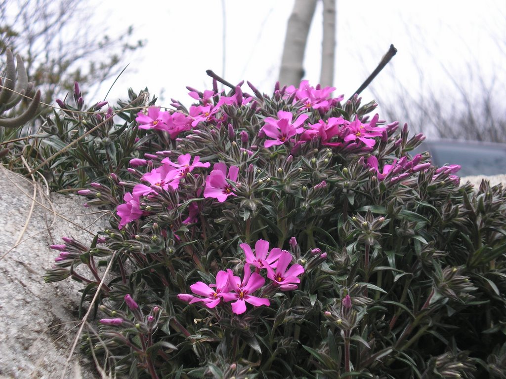 Phlox subulata _(by Andrea)_ by Ilda Casati