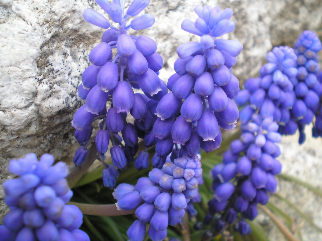 Muscari armenaicum by Ilda Casati