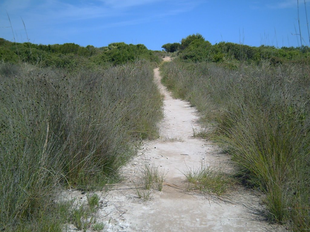 Camino de la playa , el saler by capas