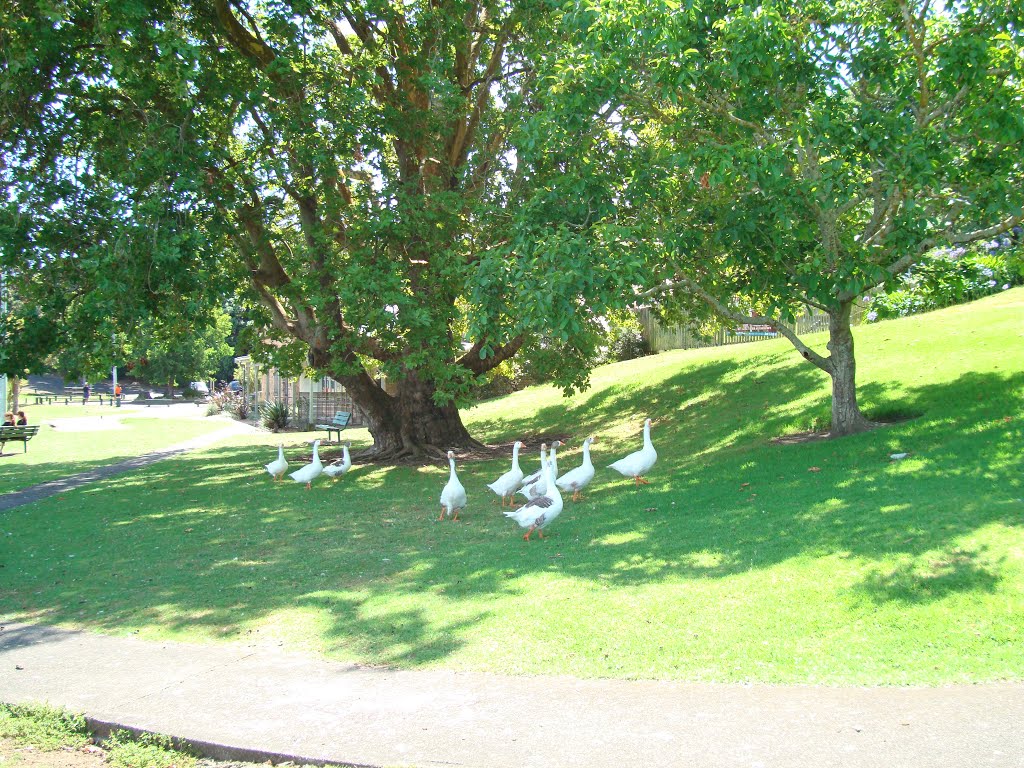 Lake Pupuke Geese by nathybaby